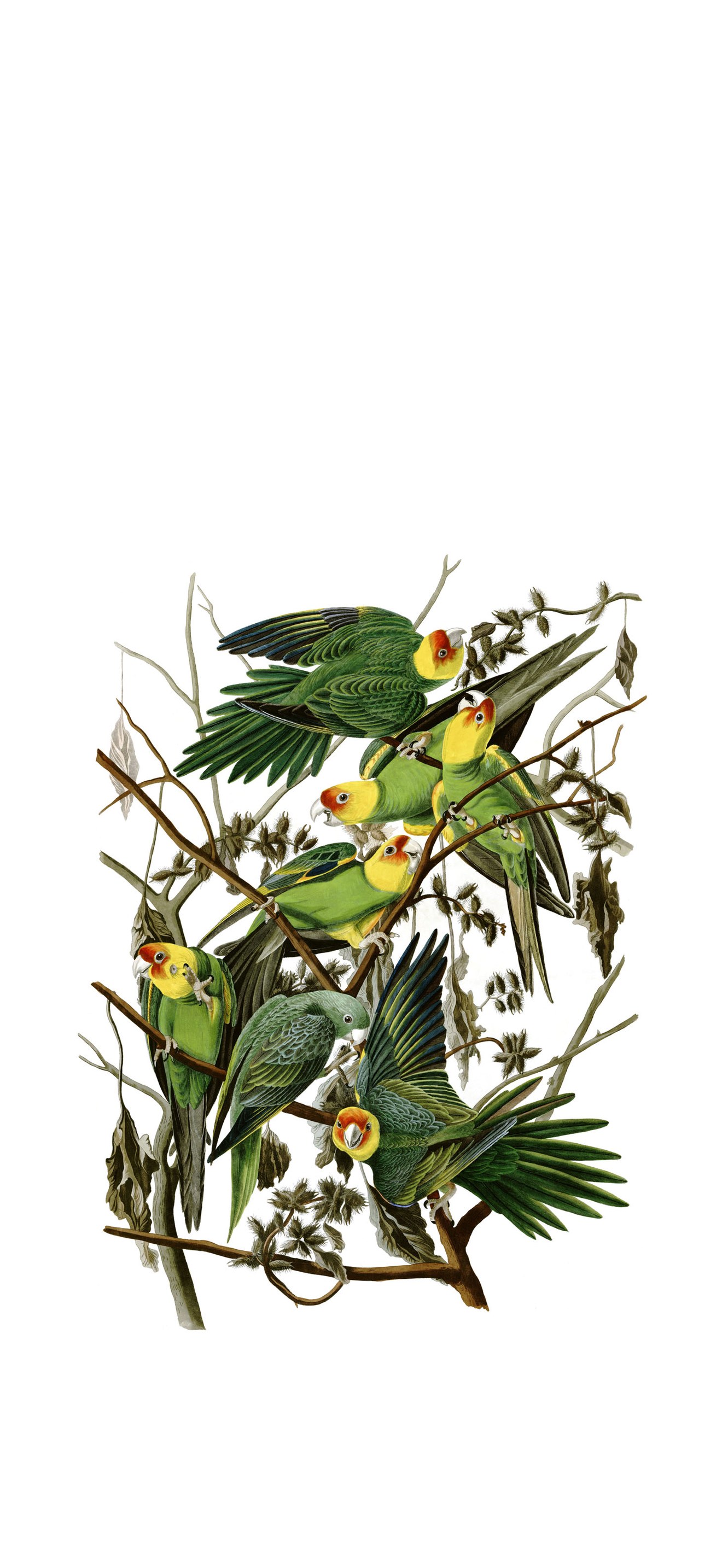Conuropsis carolinensisAWP026AA2