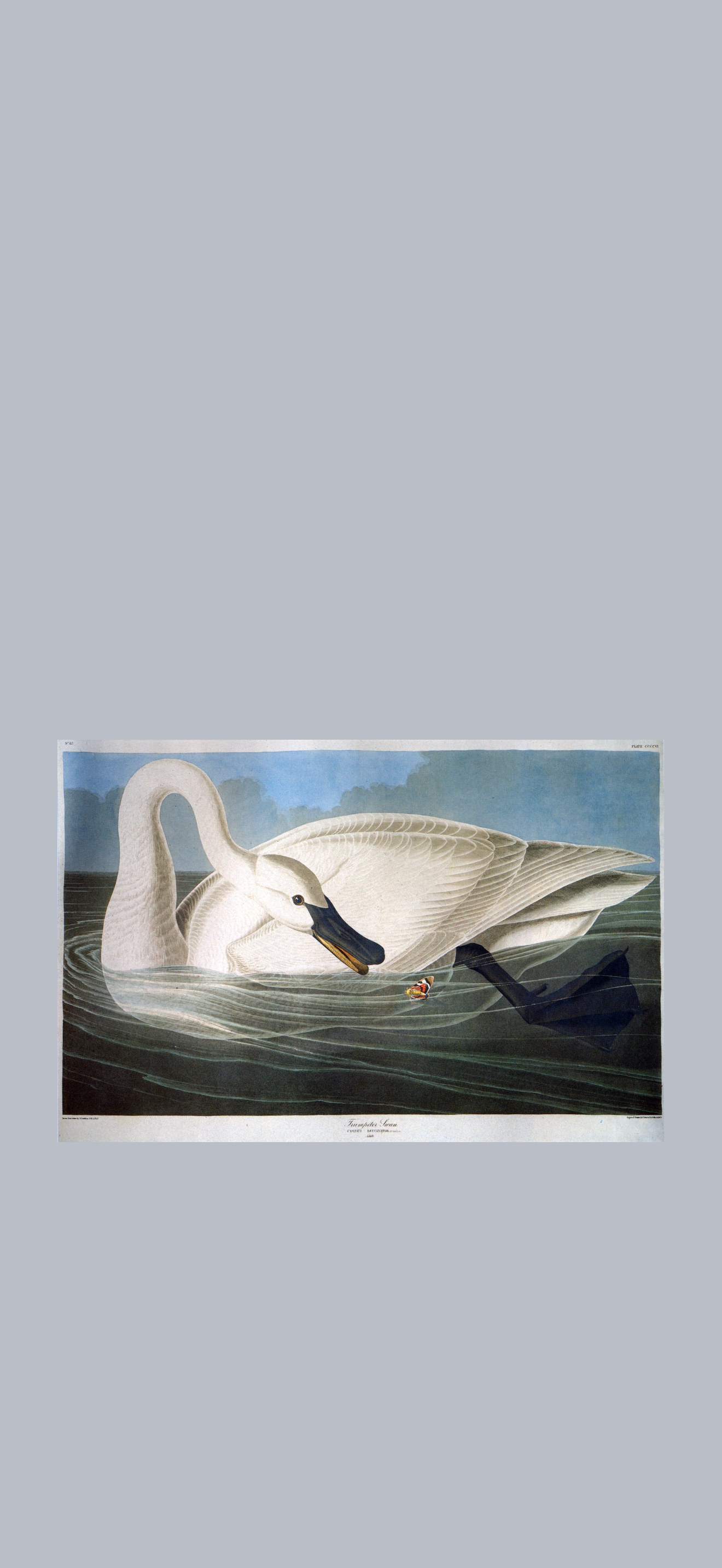 John-James-Audubon-001