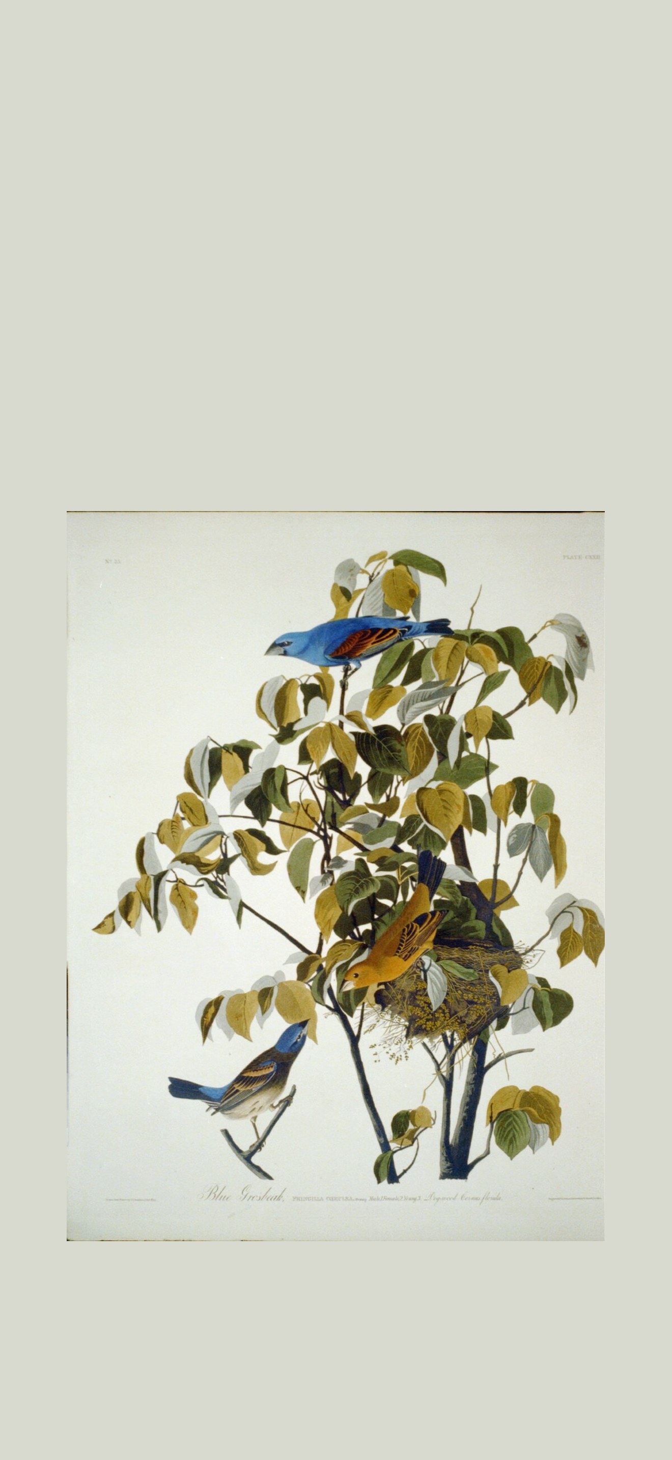 Blue grosbeak; (-122)