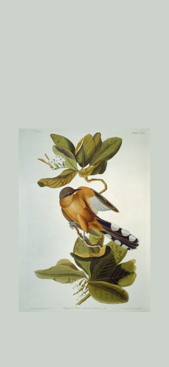 Mangrove Cuckoo