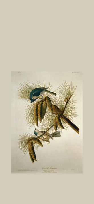 Crested Titmouse