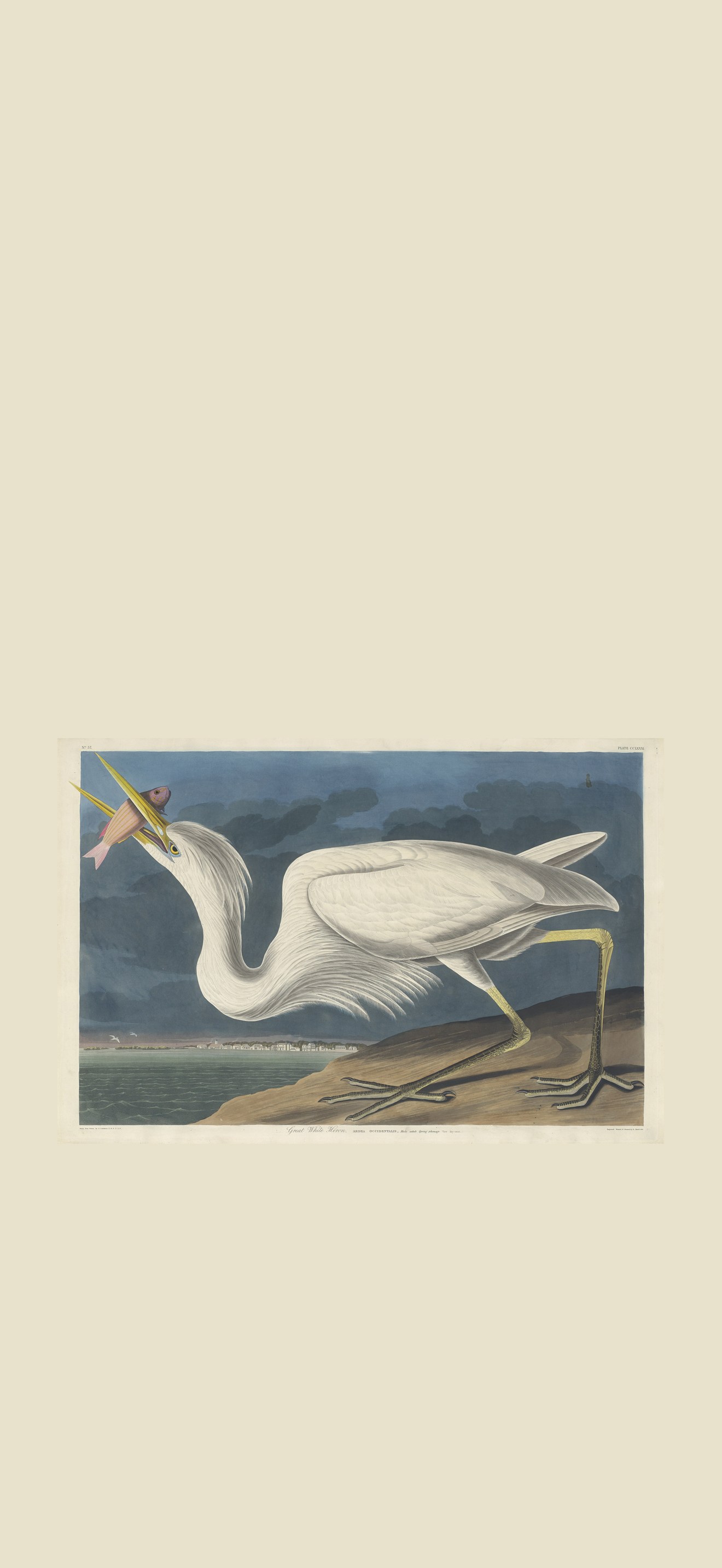 Robert Havell after John James Audubon, Great White Heron, 1835, NGA 32422