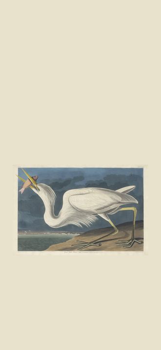Robert Havell after John James Audubon, Great White Heron, 1835, NGA 32422