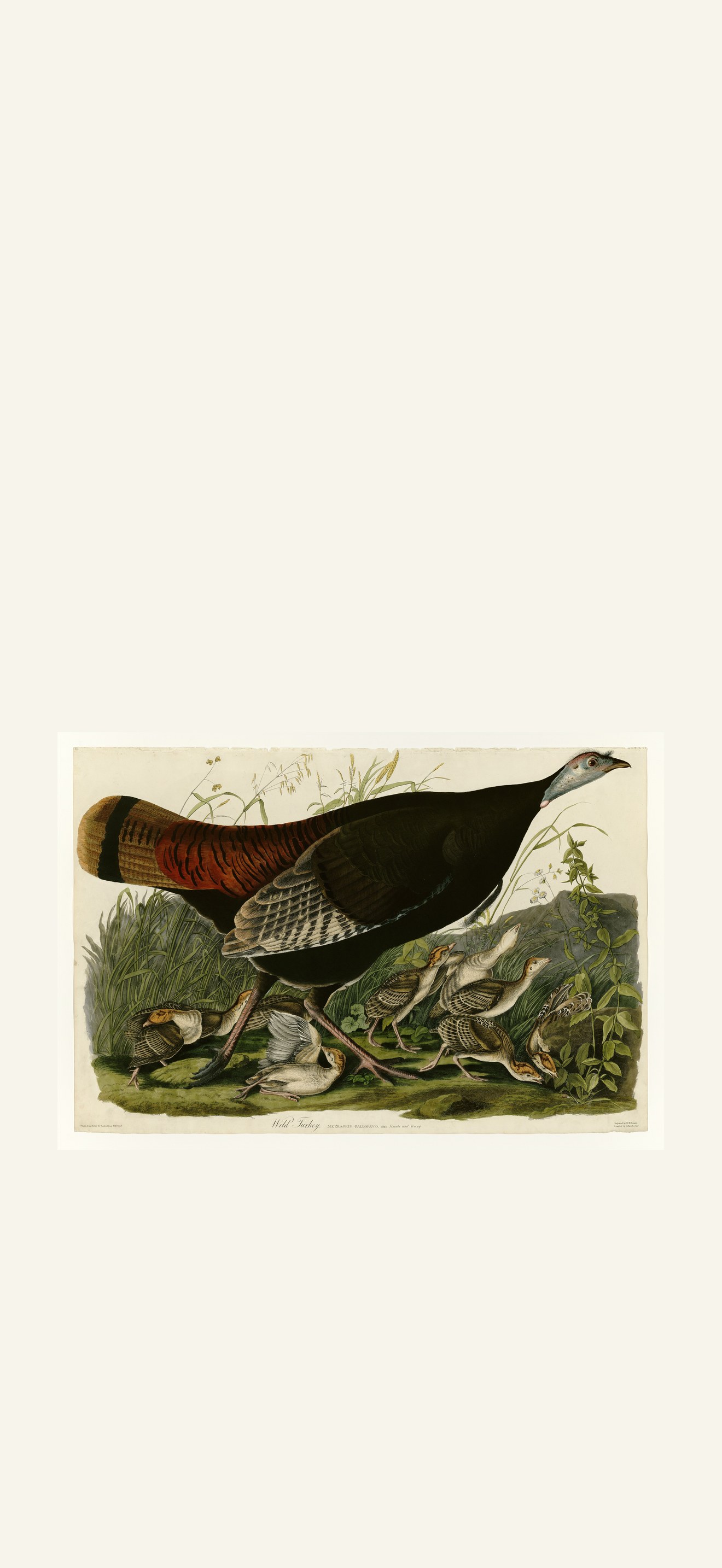 Wild Turkey