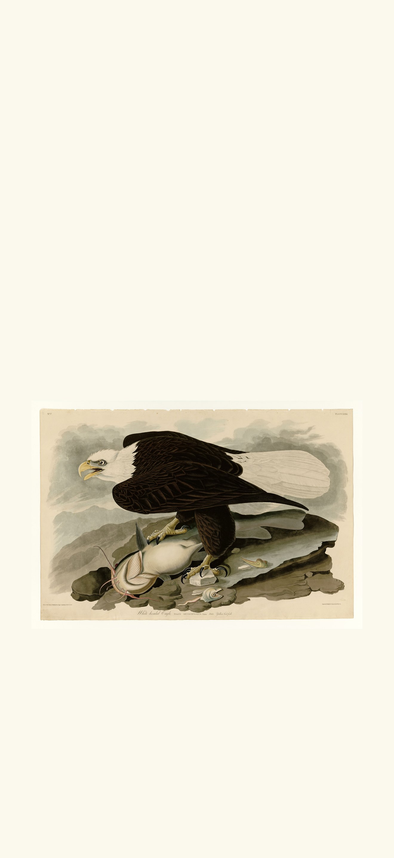 White-headed Eagle