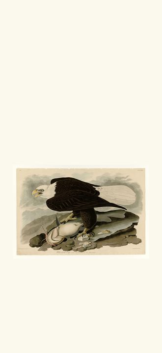White-headed Eagle