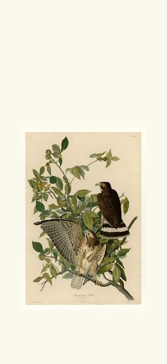 Broad-winged Hawk