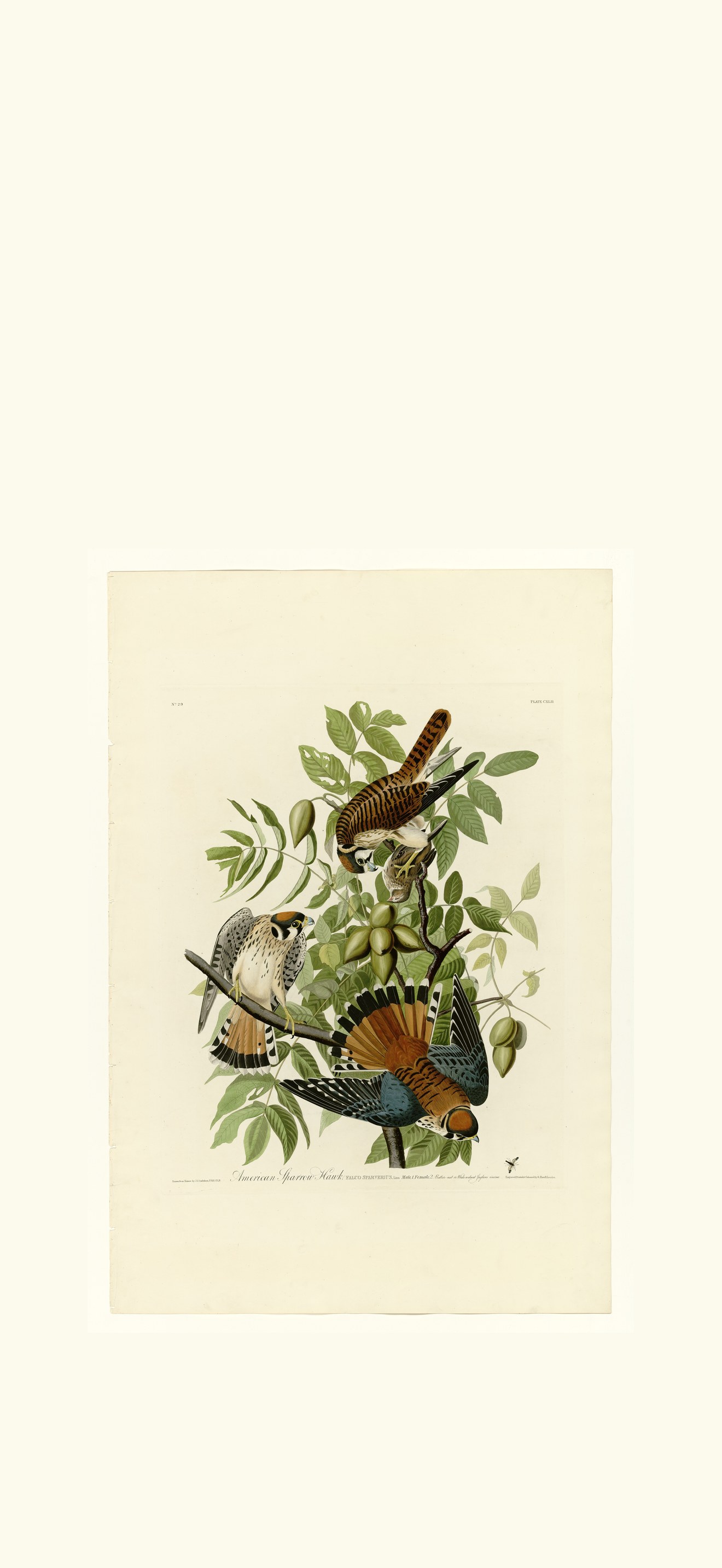 American Sparrow Hawk