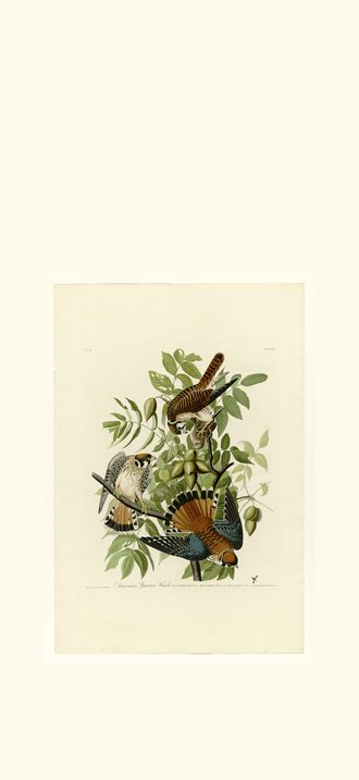 American Sparrow Hawk