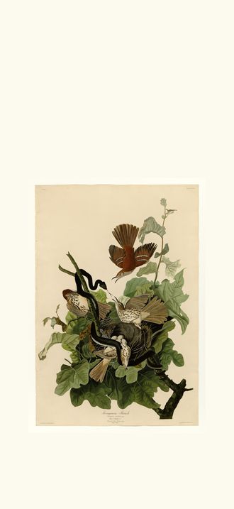 Ferruginous Thrush