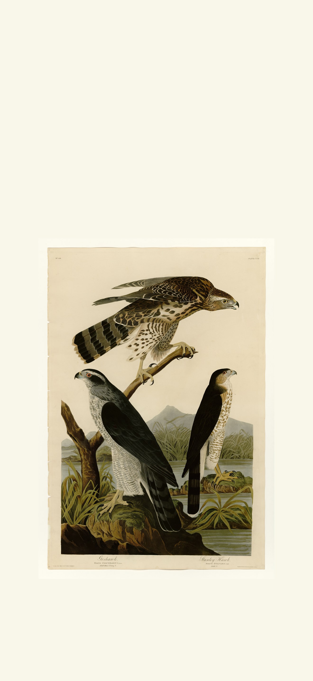 I. Goshawk - 2. Stanley Hawk
