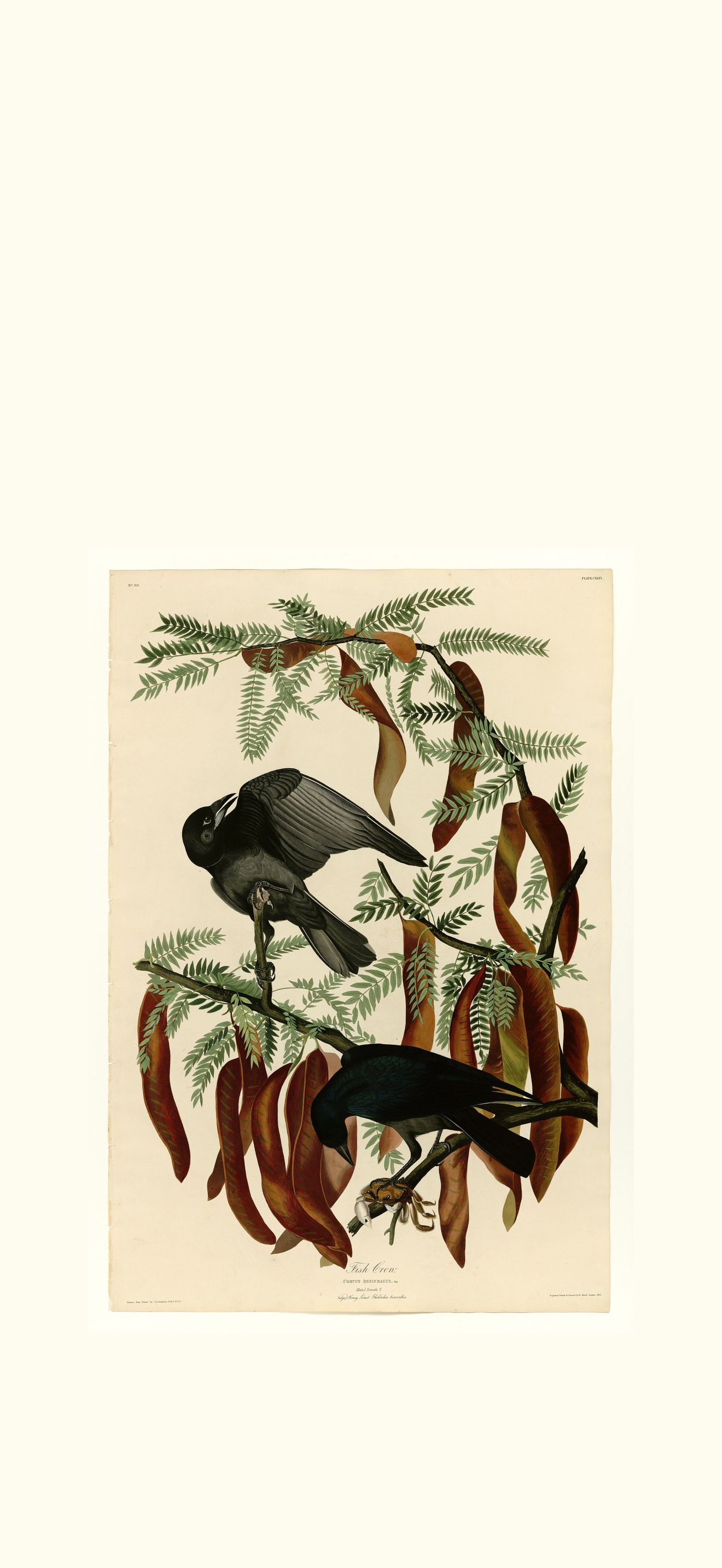 Fish Crow