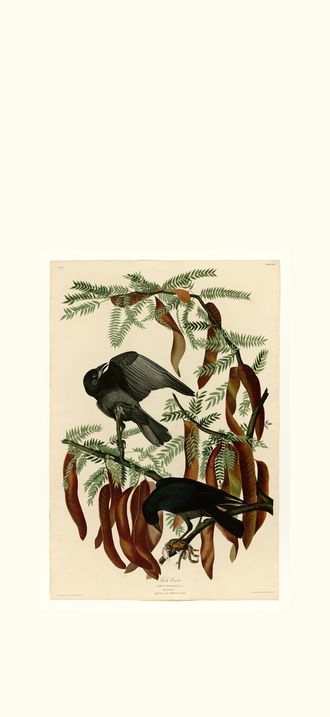 Fish Crow