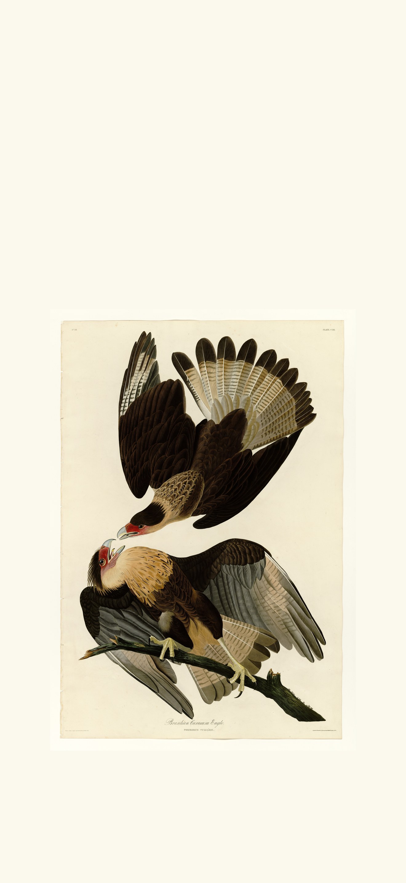 Brasilian Caracara Eagle