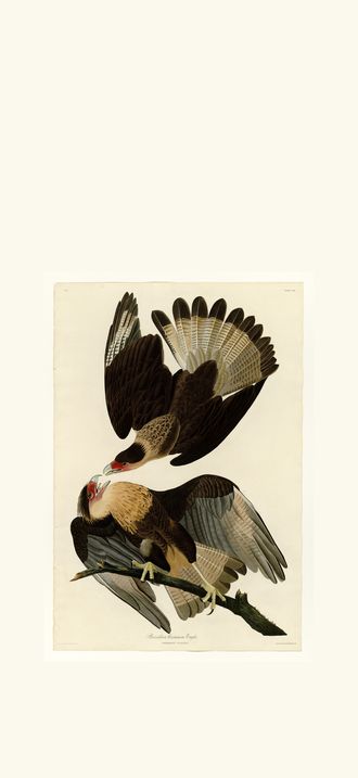 Brasilian Caracara Eagle