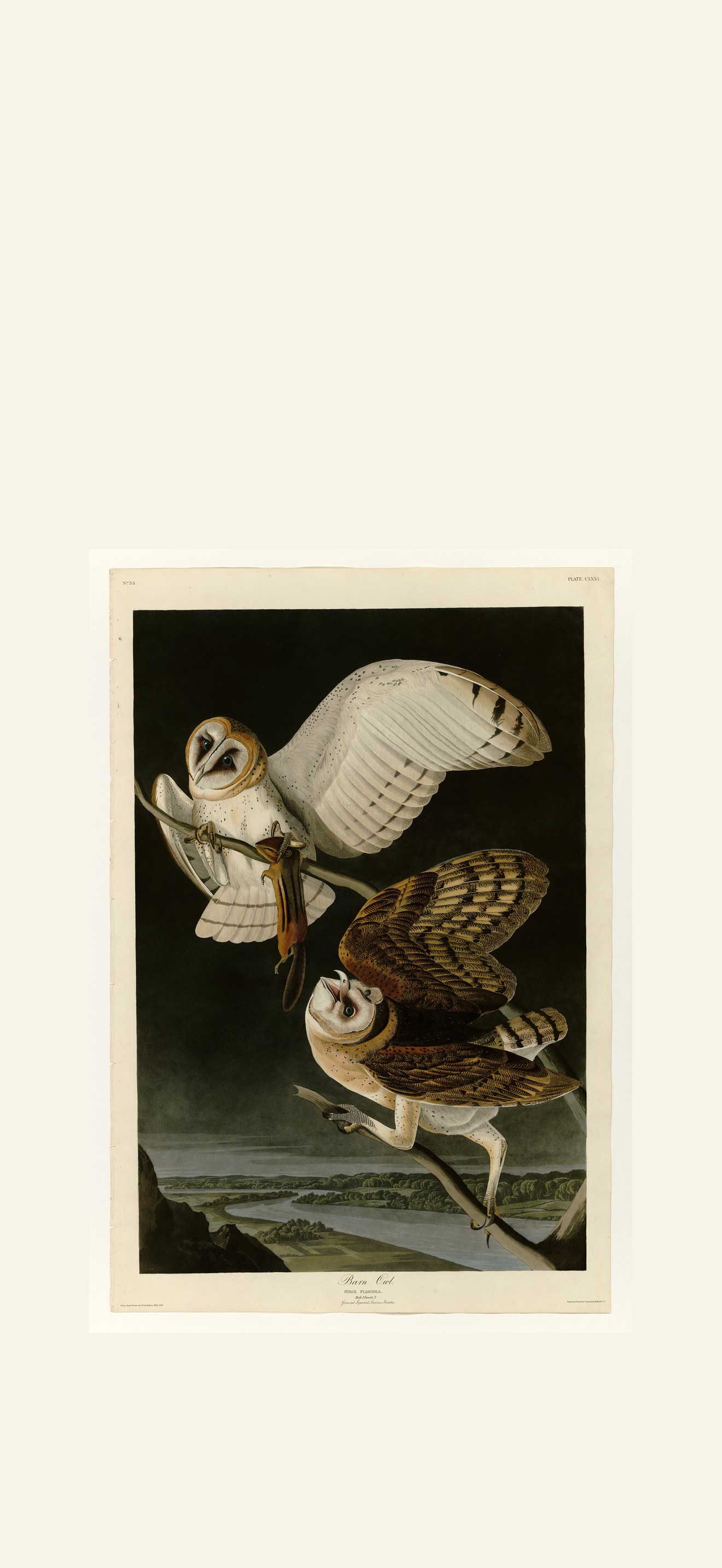 Barn Owl