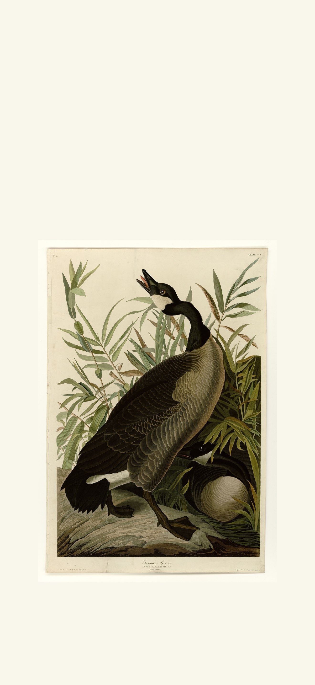 Canada Goose