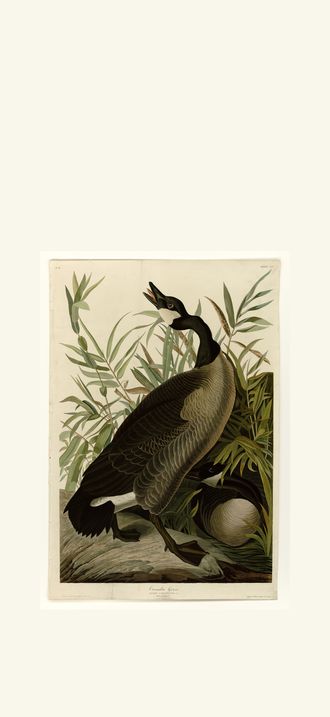 Canada Goose