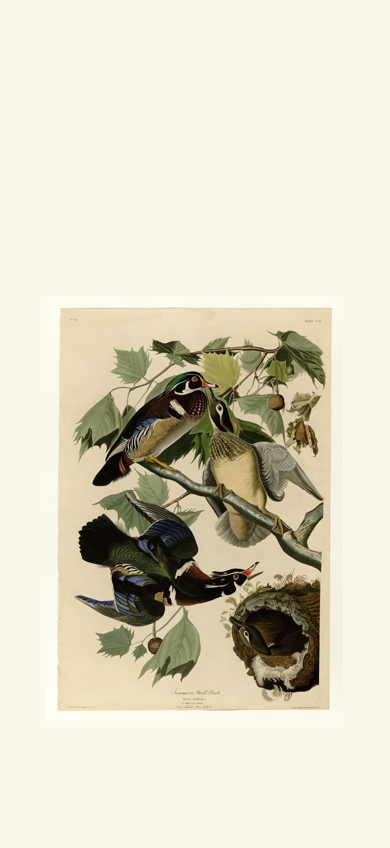 Summer or Wood Duck