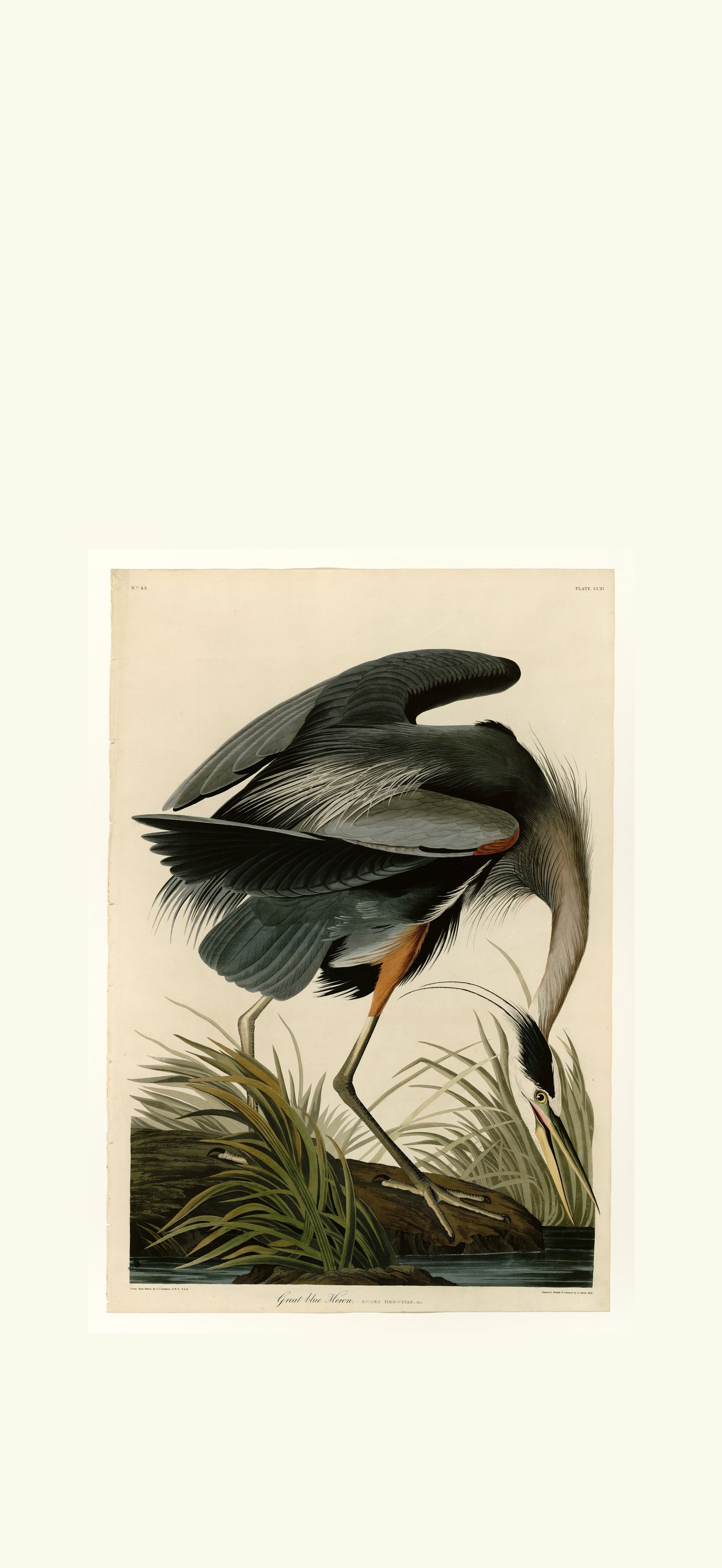 Great blue Heron