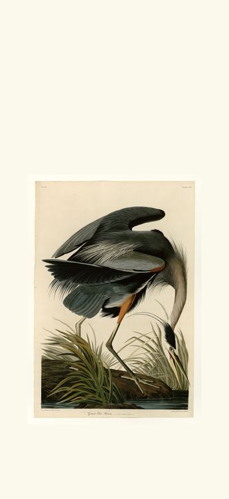 Great blue Heron
