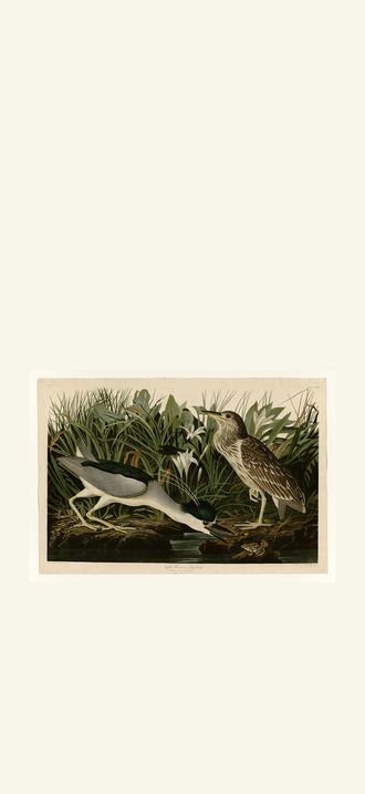 Night Heron or Qua bird