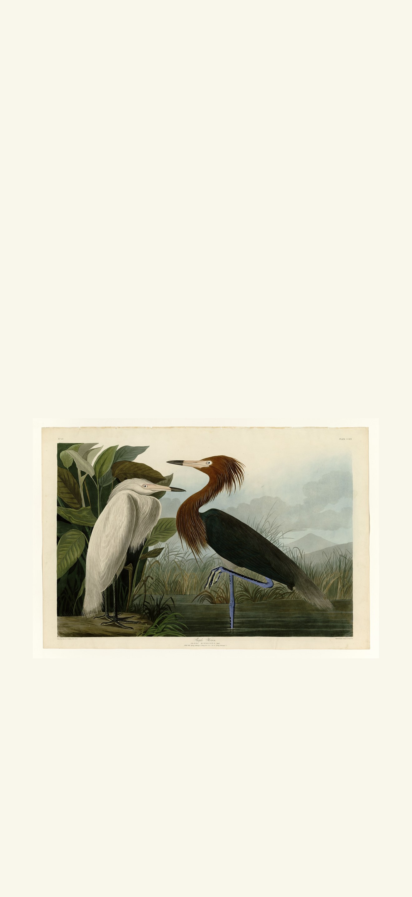 Purple Heron