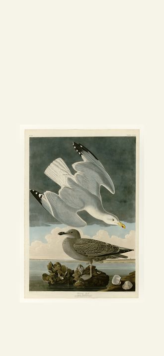 Herring Gull
