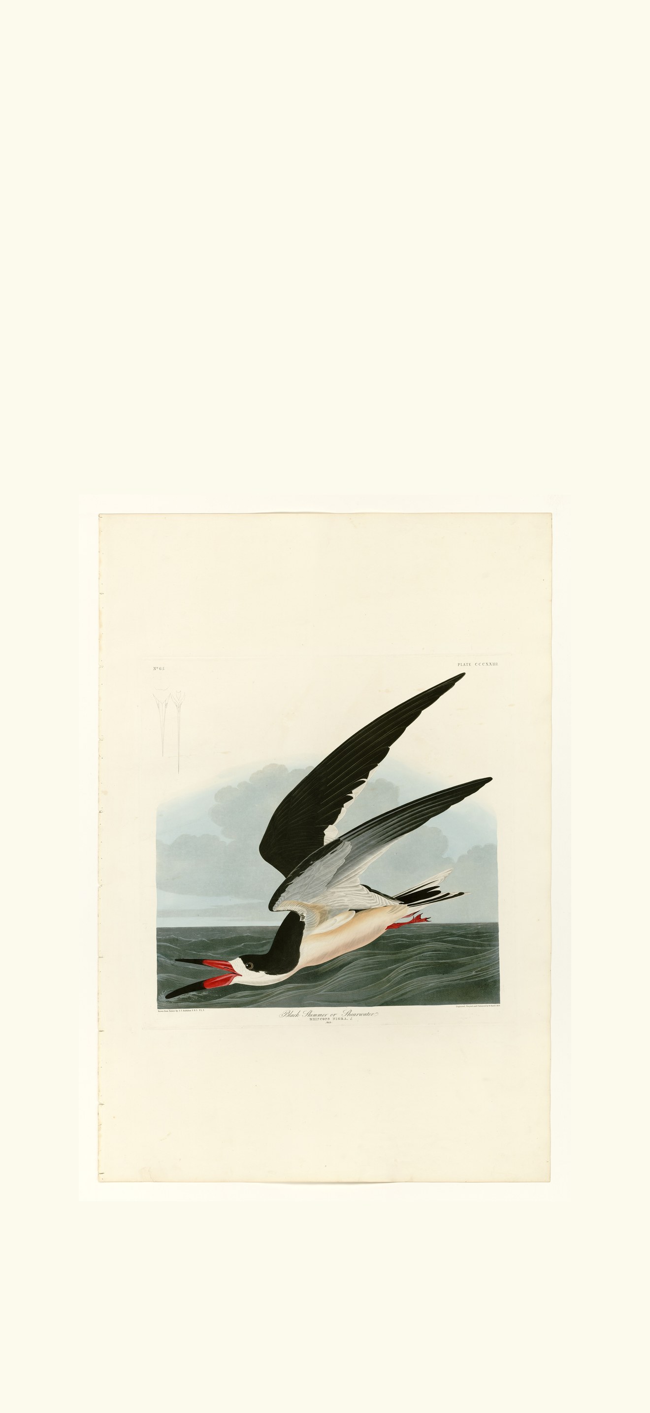 Black Skimmer or Shearwater