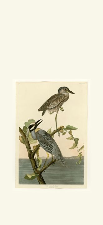 Yellow-Crowned Heron