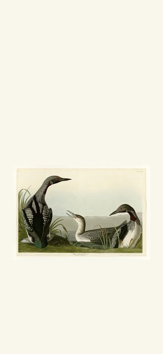 Black-Throated Diver