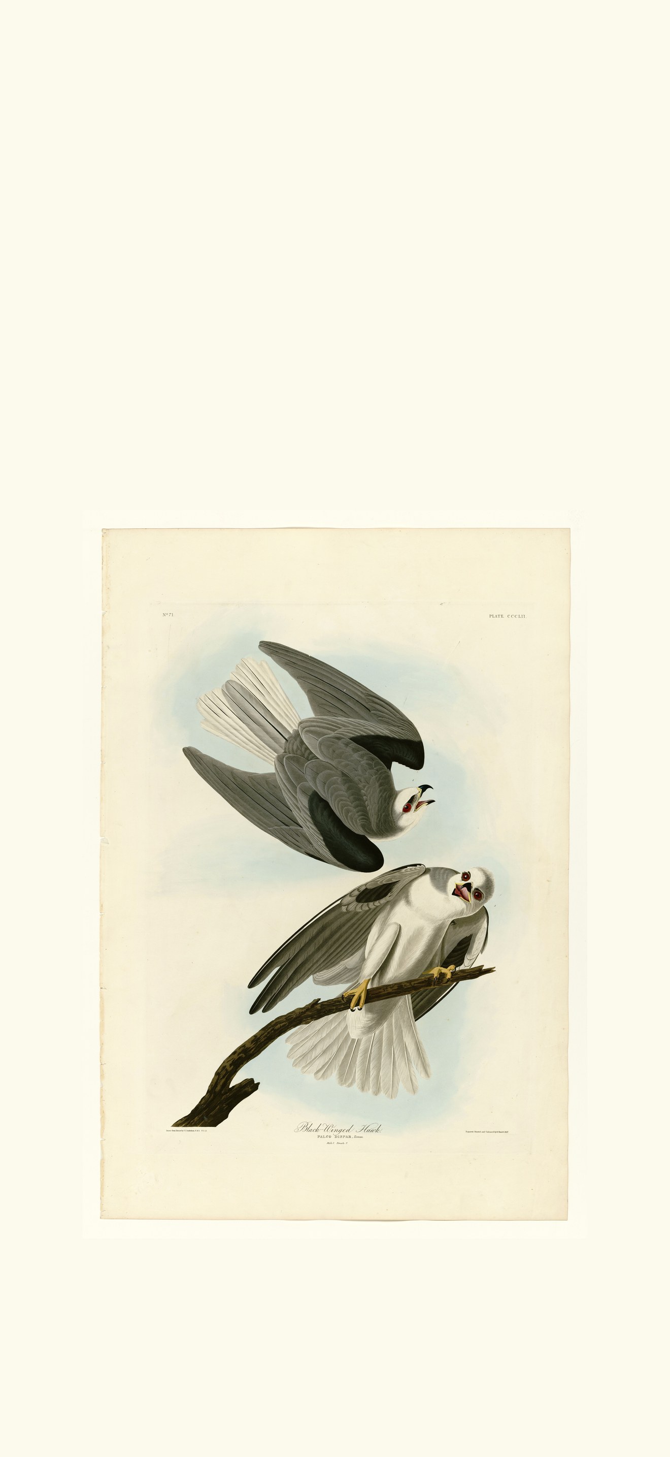 Black-Winged Hawk