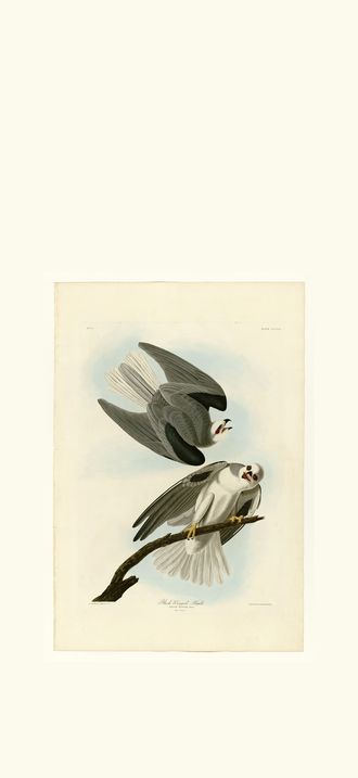 Black-Winged Hawk