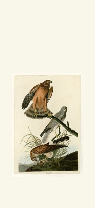 Marsh Hawk