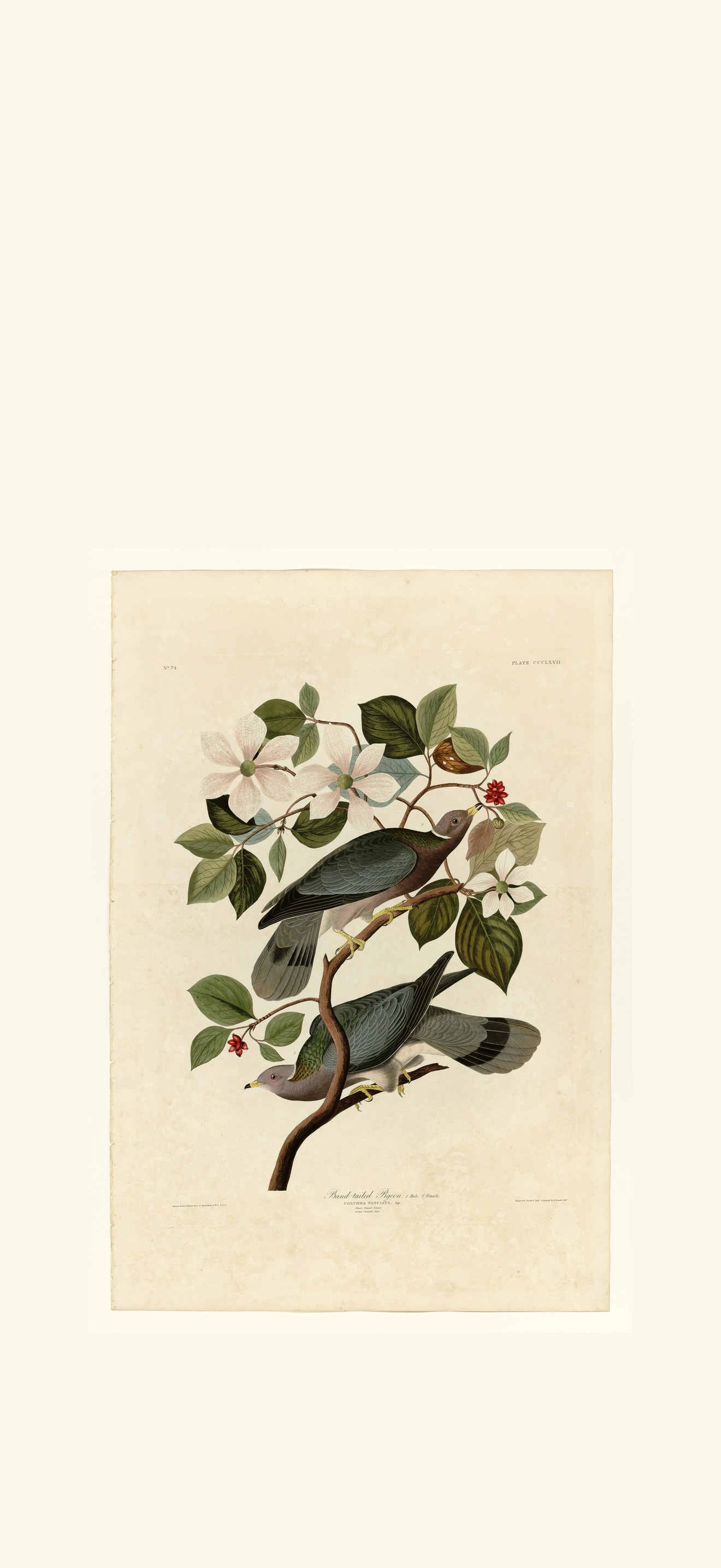 Band-tailed Pigeon