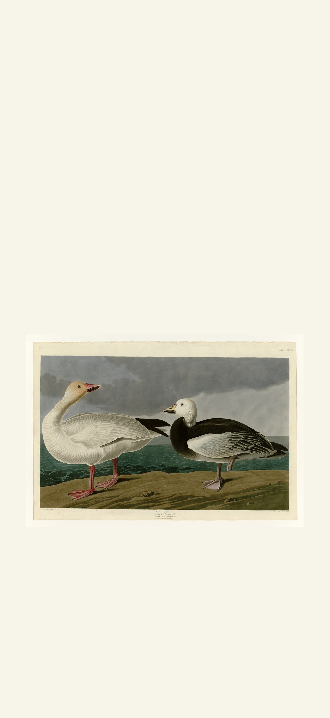 Snow Goose