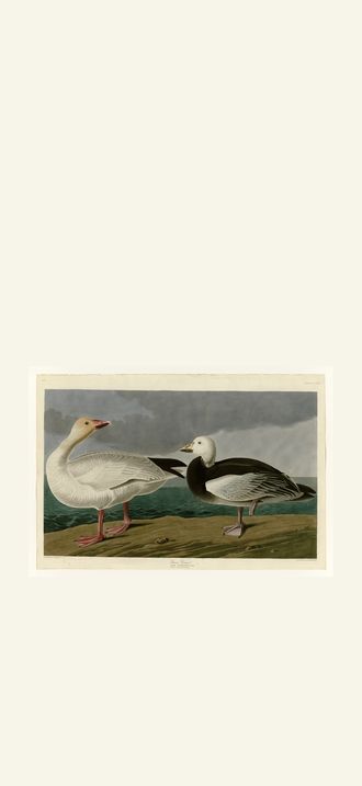 Snow Goose
