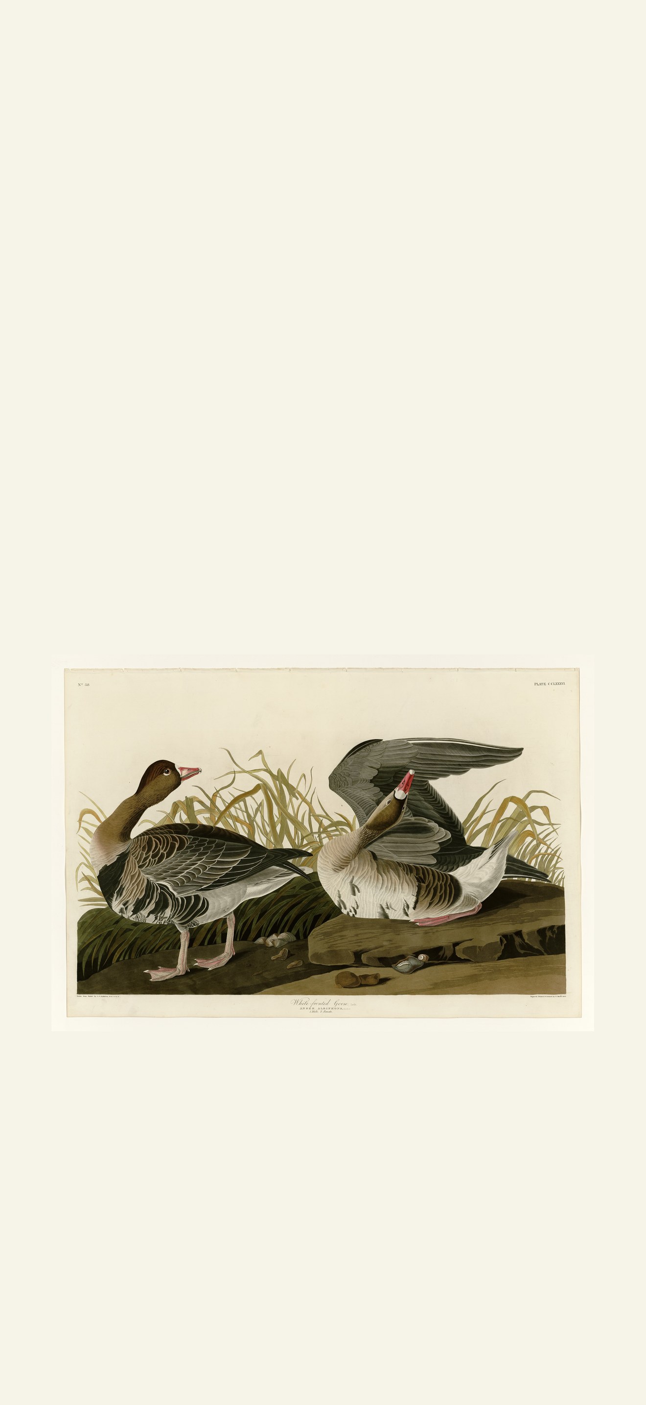 White-fronted Goose