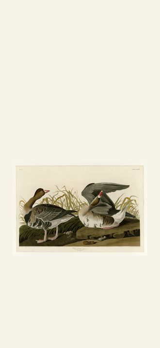 White-fronted Goose