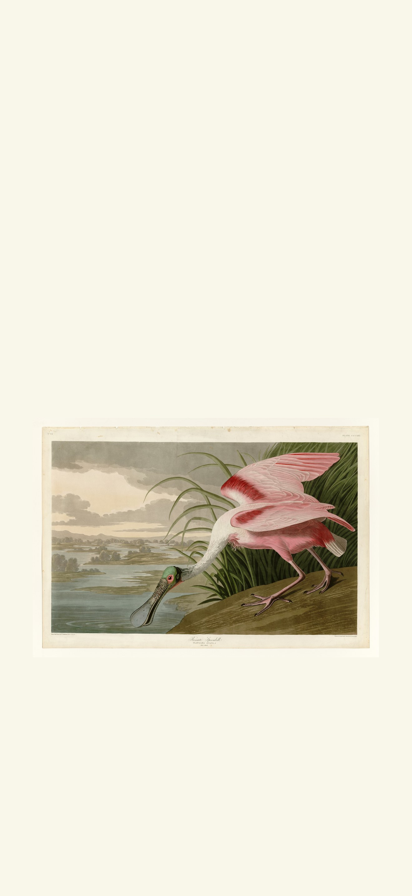 Roseate Spoonbill