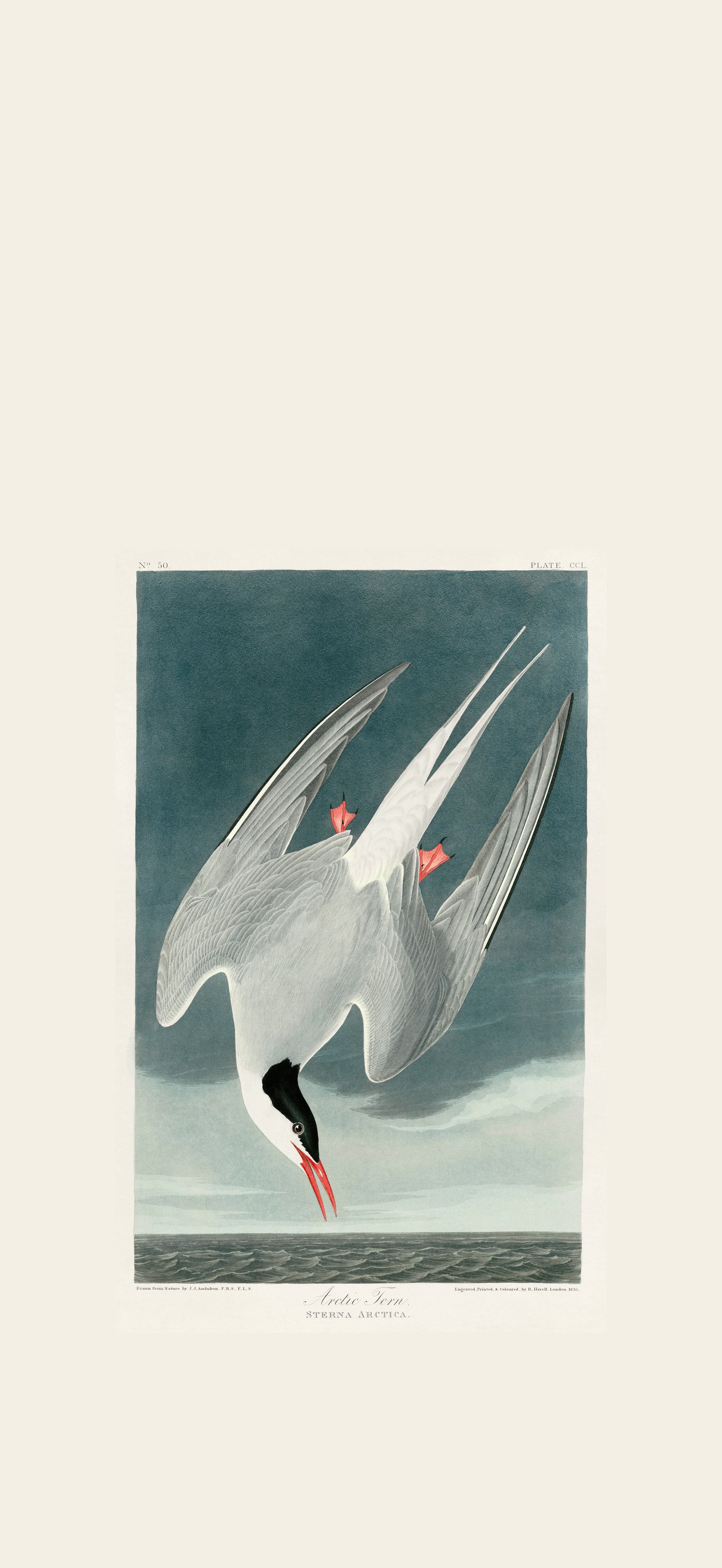 Arctic Tern restored