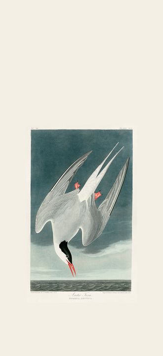 Arctic Tern restored