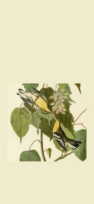 Hemlock Warbler (cropped) - two birds