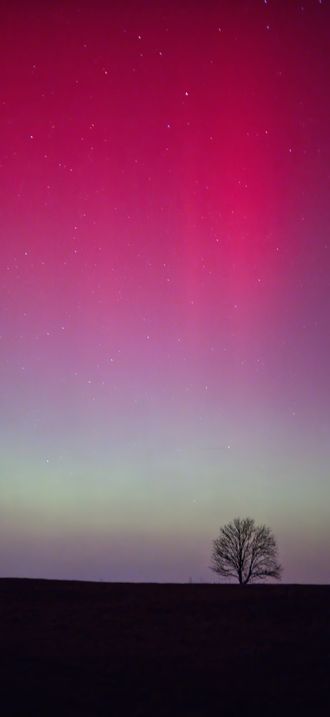 Lone tree under stars and northern lights