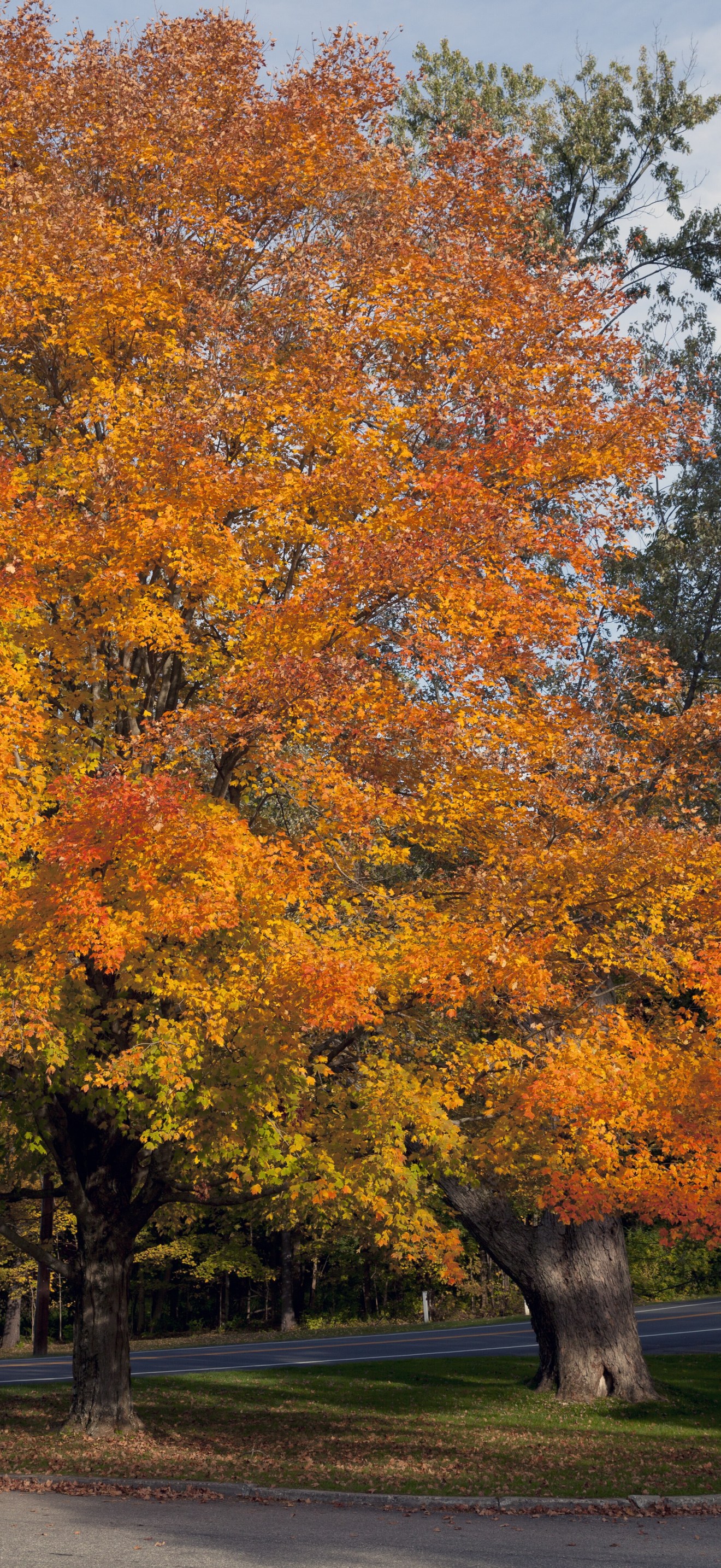 Fall trees in Connecticut