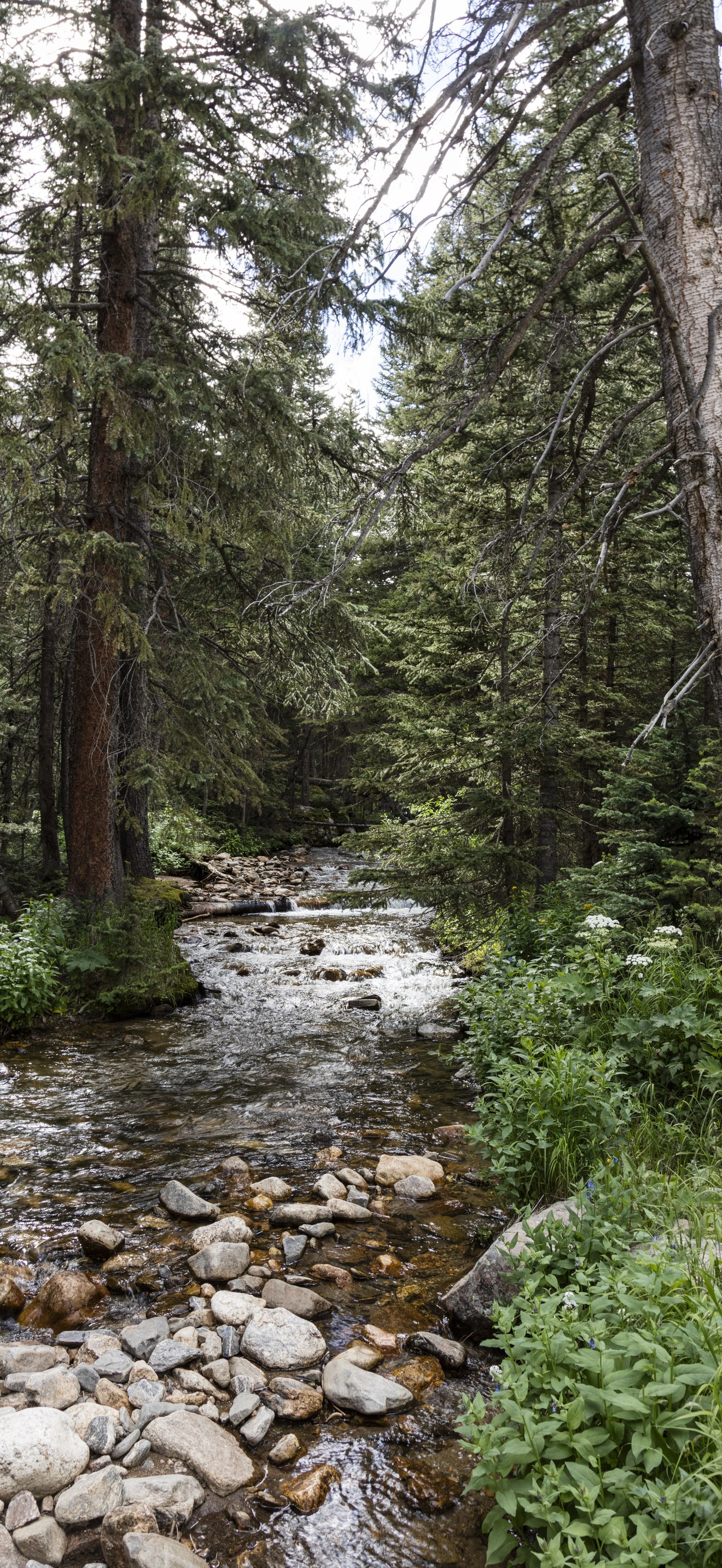 Mountain stream along the old, one-way, dirt Fall River Road in Rocky Mountain National Pa