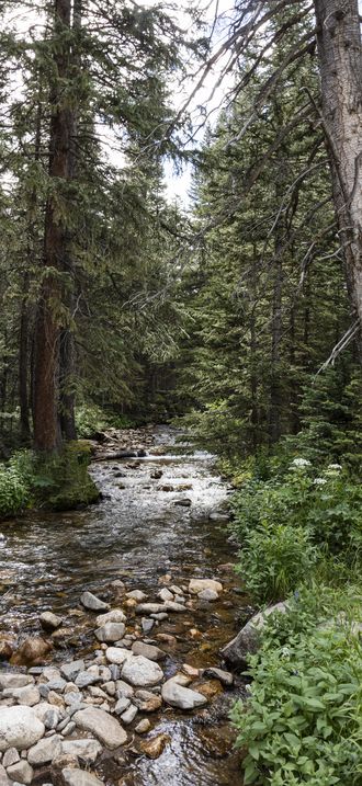 Mountain stream along the old, one-way, dirt Fall River Road in Rocky Mountain National Pa