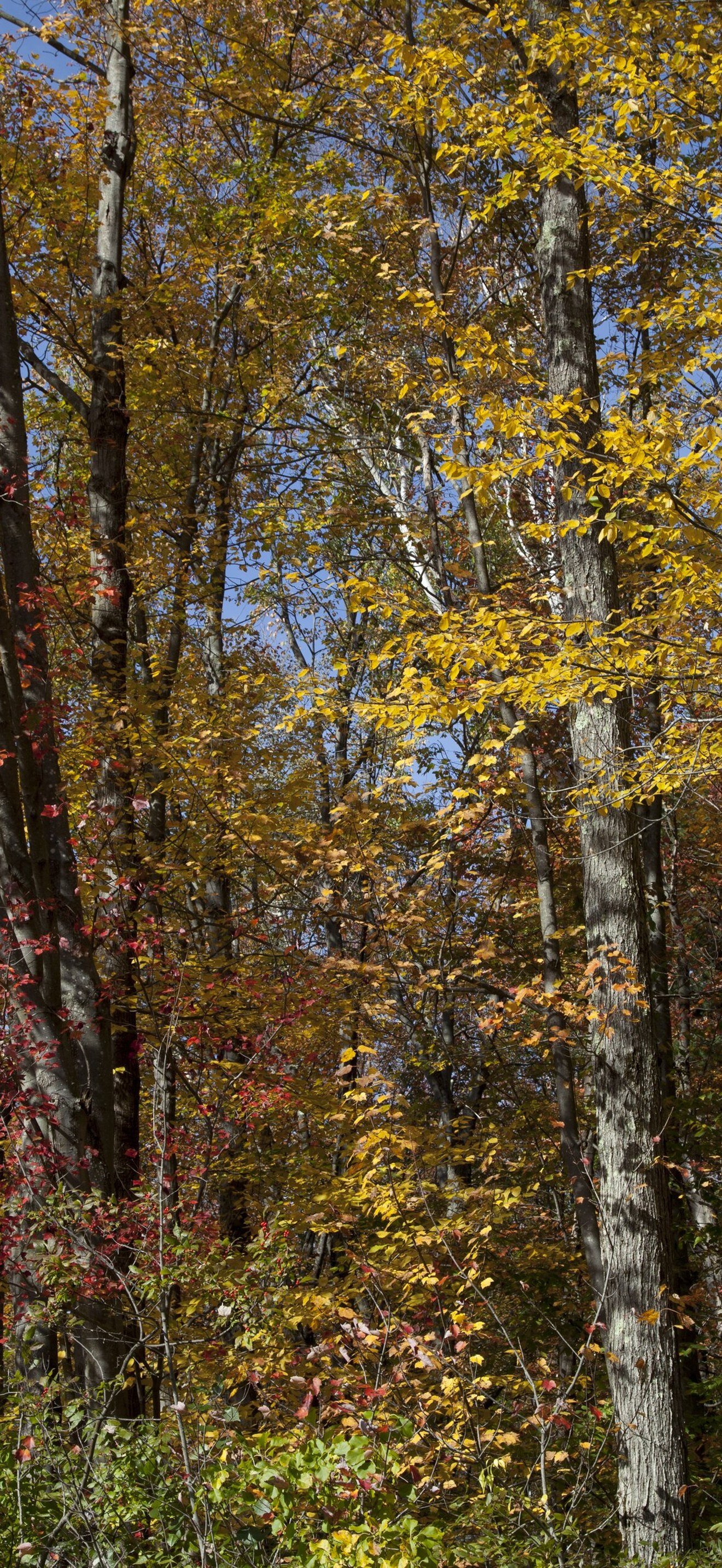 Fall in Connecticut
