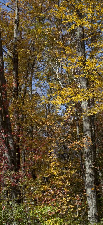 Fall in Connecticut