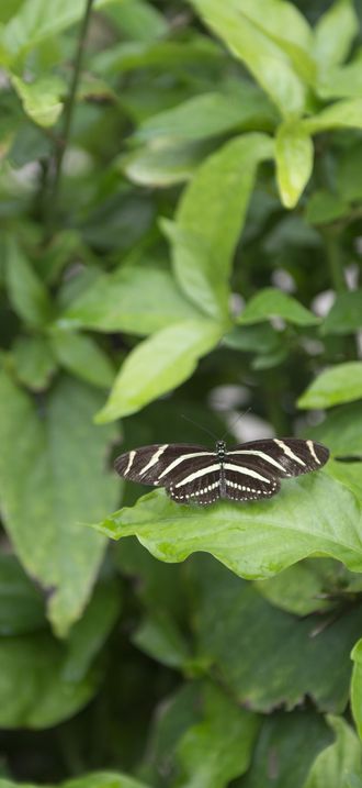 Butterflies flutter amid the foliage of the South Texas Botanical Gardens and Nature Cente